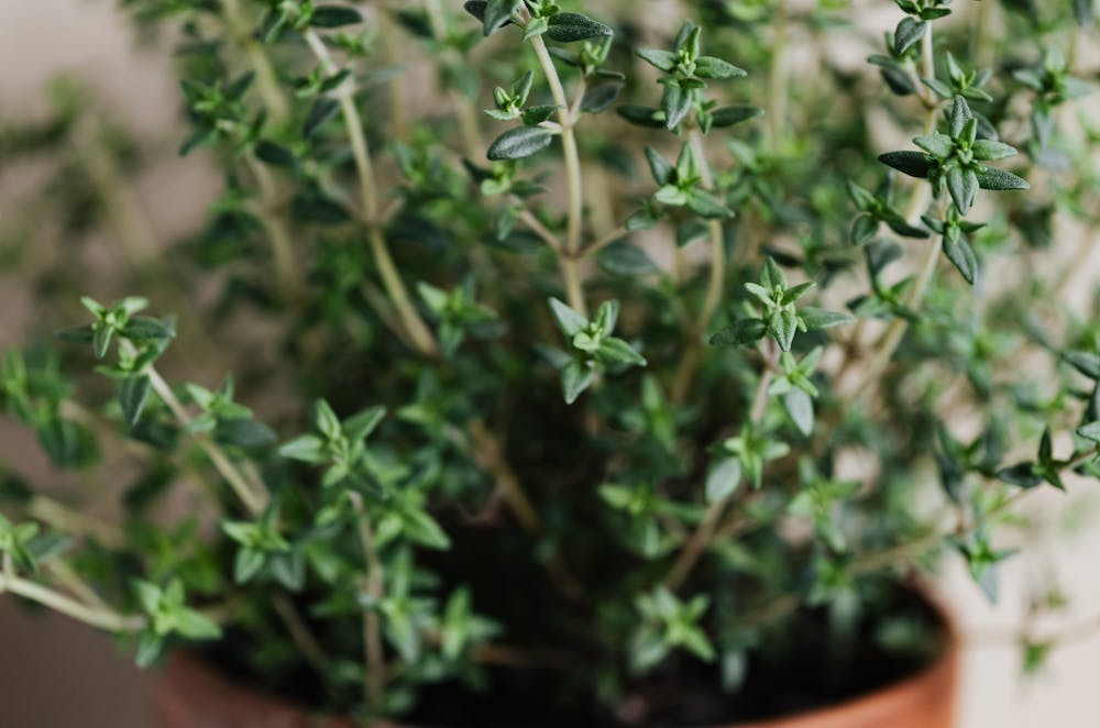 فوائد الزعتر الصحية: كنز طبيعي يعزز المناعة ويحسن وظائف الجسم